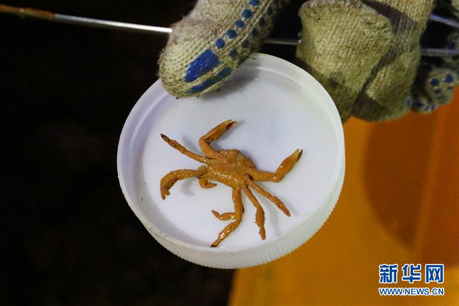 Galeria: Navio de pesquisa da China encontra seres vivos nas profundezas do Atlântico Sul