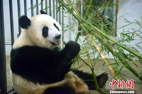 Filhote de panda-gigante nascido na Malásia retorna para China