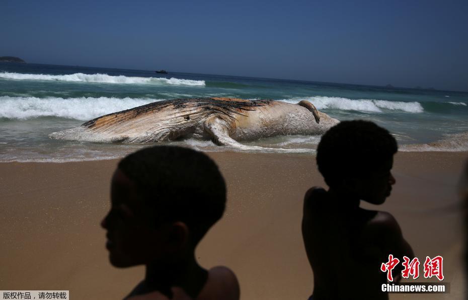 Baleia encontrada na Praia de Ipanema no Rio de Janeiro