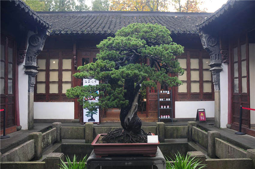 Bonsai ao estilo de Zhejiang exibidos em Hangzhou