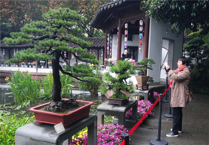 Bonsai ao estilo de Zhejiang exibidos em Hangzhou