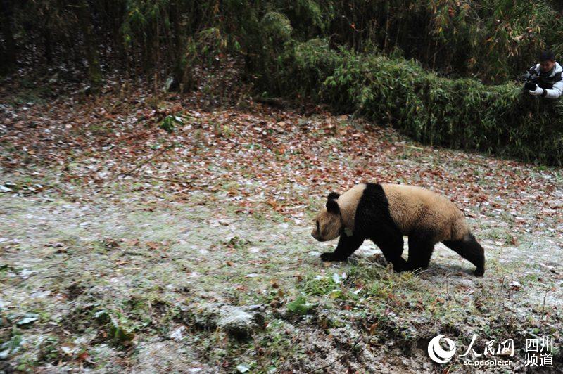 Dois pandas gigantes são soltos na vida selvagem na China