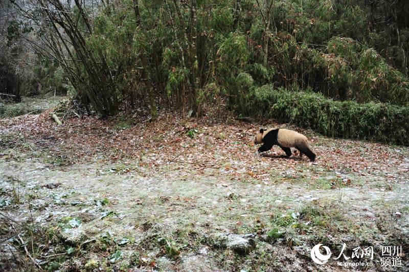 Dois pandas gigantes são soltos na vida selvagem na China