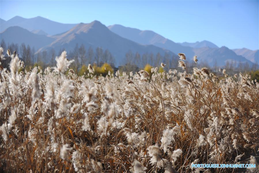 Em imagens: Pântano Lalu em Lhasa