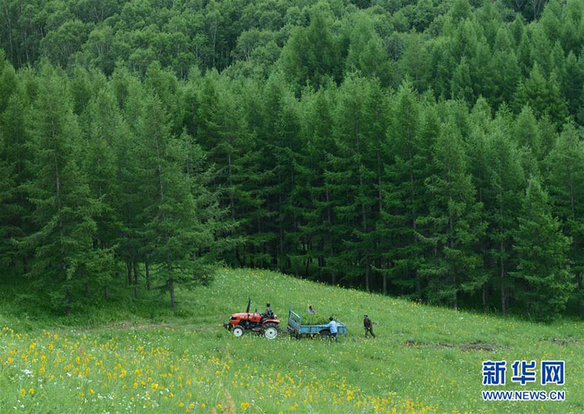 Comunidade de reflorestamento chinesa galardoada com prêmio ambiental da ONU