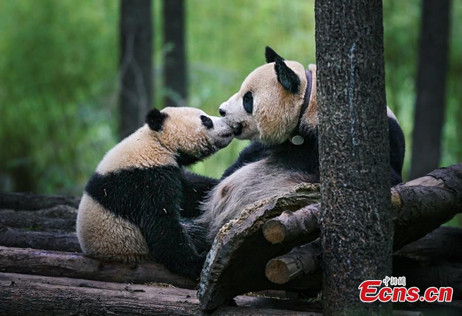 Galeria: Sichuan recebe concurso internacional de fotografia temática do panda gigante