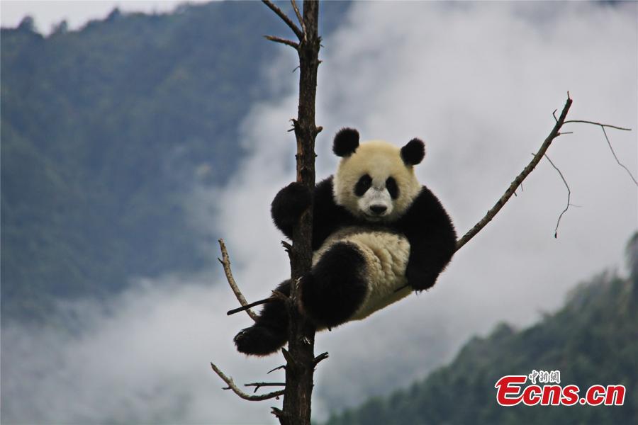 Galeria: Sichuan recebe concurso internacional de fotografia temática do panda gigante