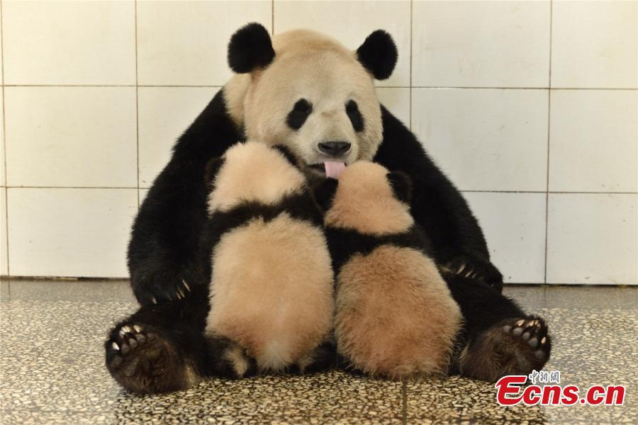 Galeria: Sichuan recebe concurso internacional de fotografia temática do panda gigante