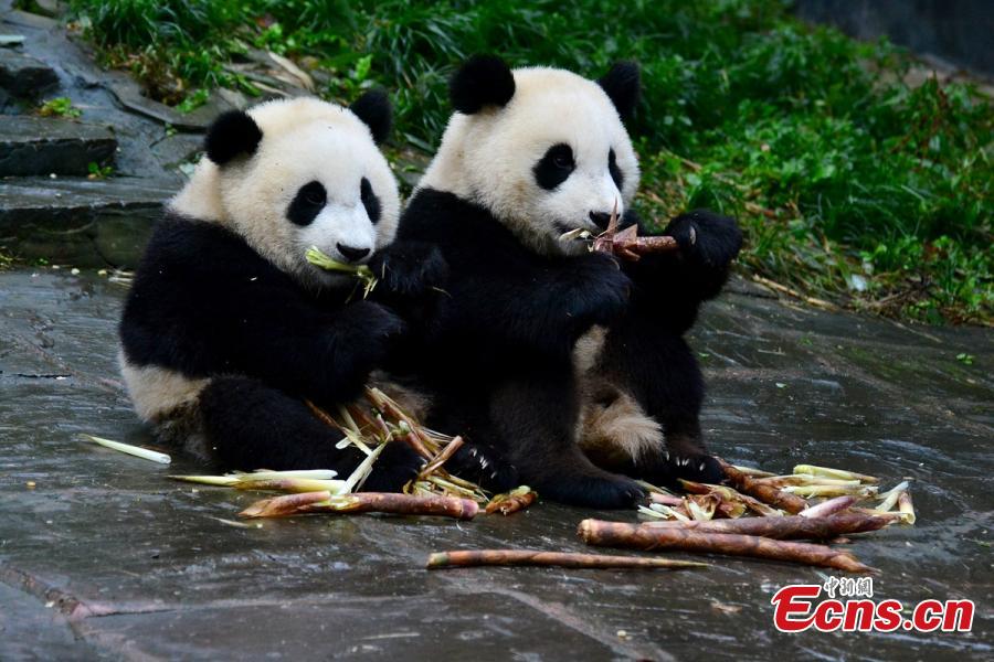 Galeria: Sichuan recebe concurso internacional de fotografia temática do panda gigante