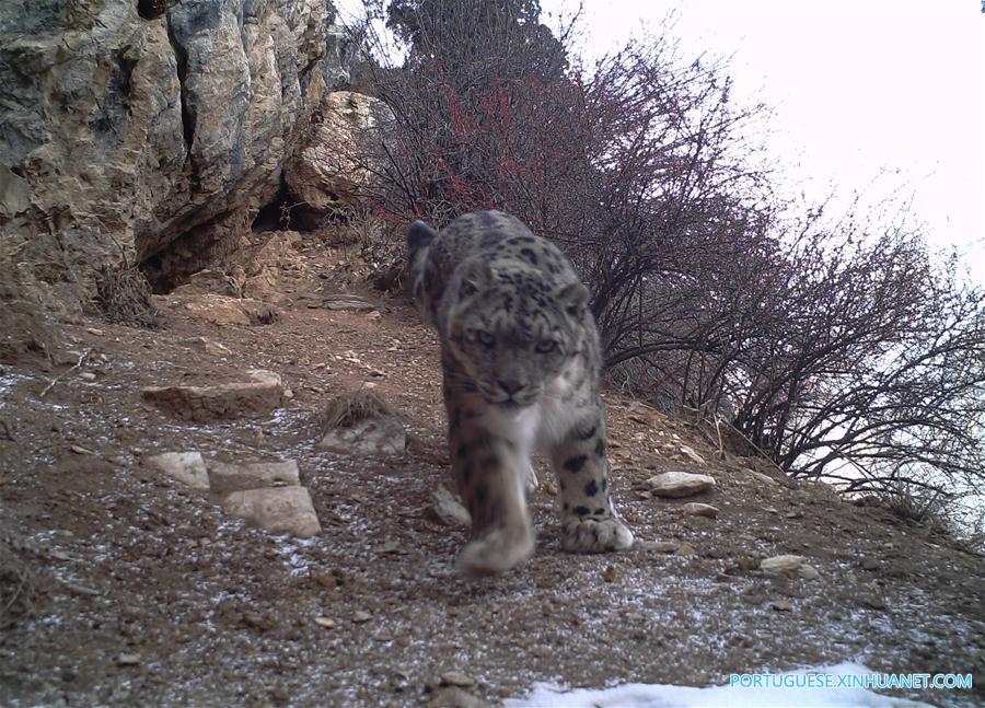 Leopardos da neve são vistos pela primeira vez no leste do Tibete