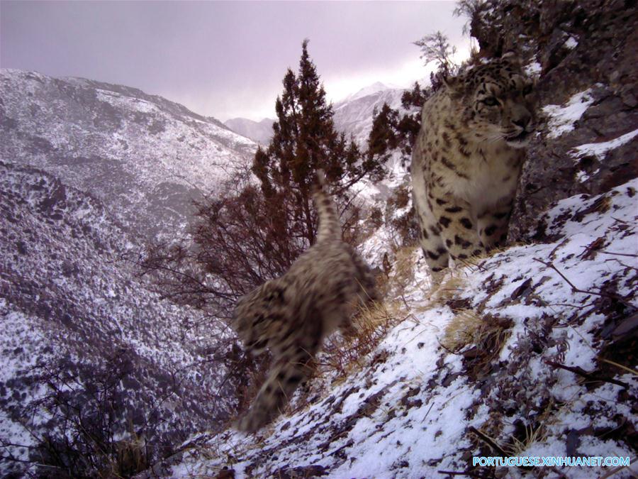 Leopardos da neve são vistos pela primeira vez no leste do Tibete