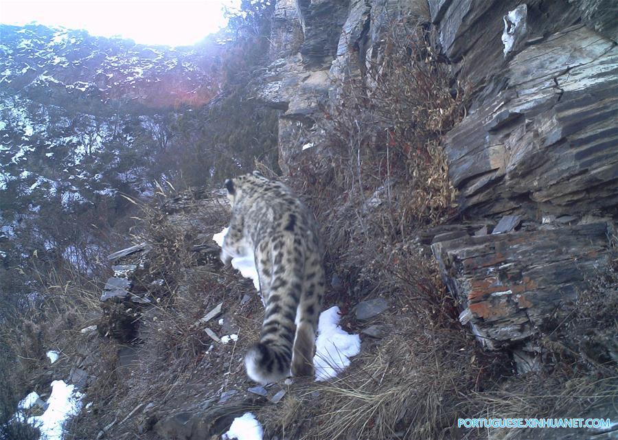 Leopardos da neve são vistos pela primeira vez no leste do Tibete