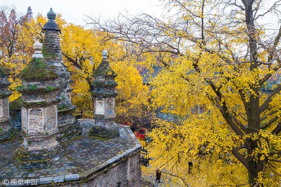 Folhas de ginkgo cobrem templo antigo em tons de dourado