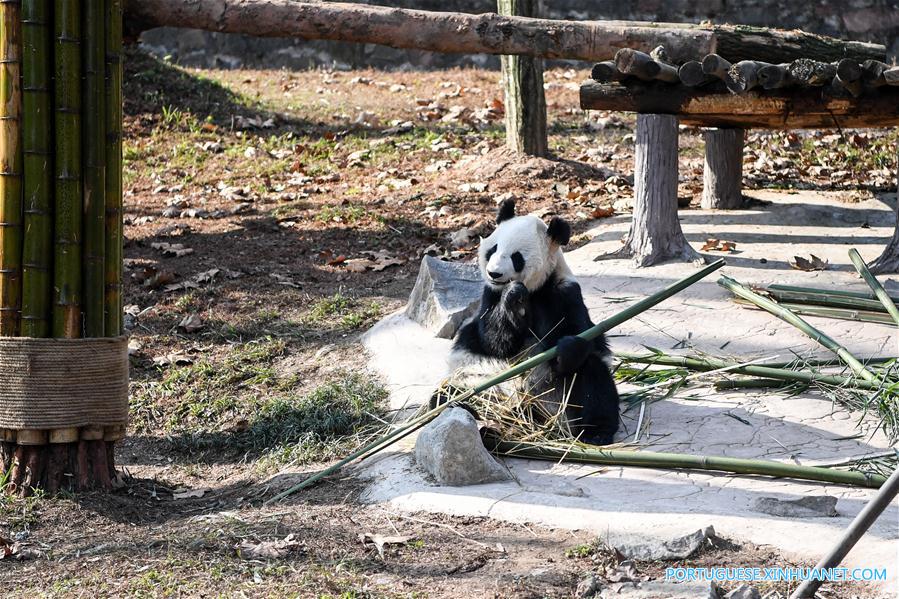 Pandas-gigantes aproveitam sol de inverno em Sichuan