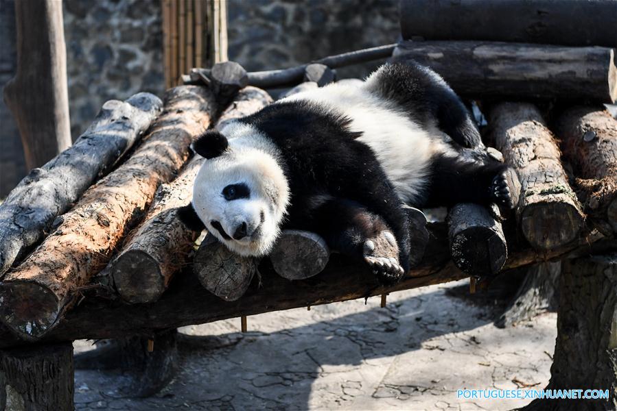 Pandas-gigantes aproveitam sol de inverno em Sichuan