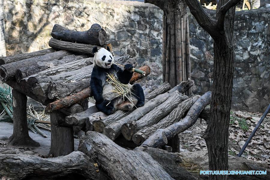 Pandas-gigantes aproveitam sol de inverno em Sichuan