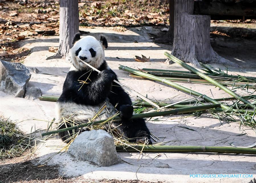 Pandas-gigantes aproveitam sol de inverno em Sichuan