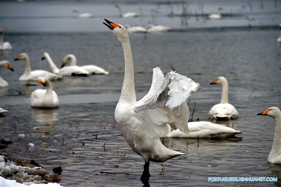 Cisnes no Pântano do Rio Amarelo