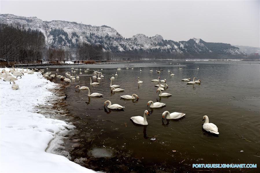 Cisnes no Pântano do Rio Amarelo