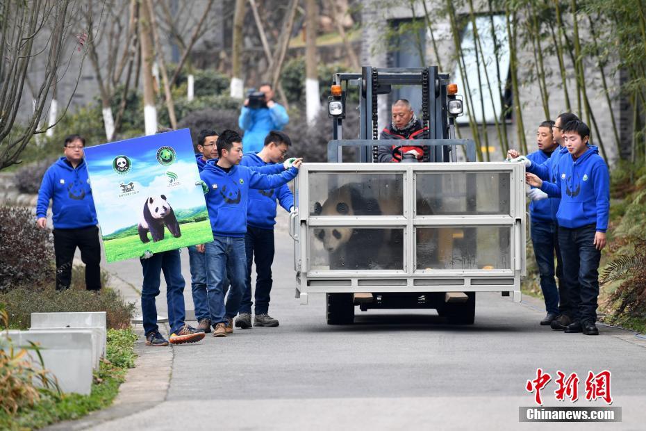 Casal de pandas vai à Finlândia para projeto de pesquisa de 15 anos