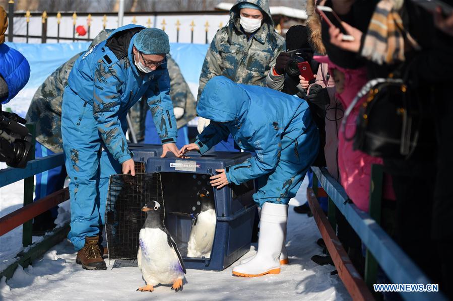 Galeria: Pinguins disfrutam das baixas temperaturas em Harbin