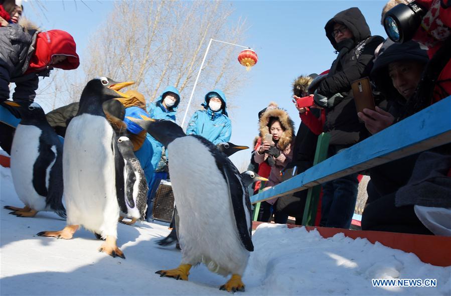 Galeria: Pinguins disfrutam das baixas temperaturas em Harbin