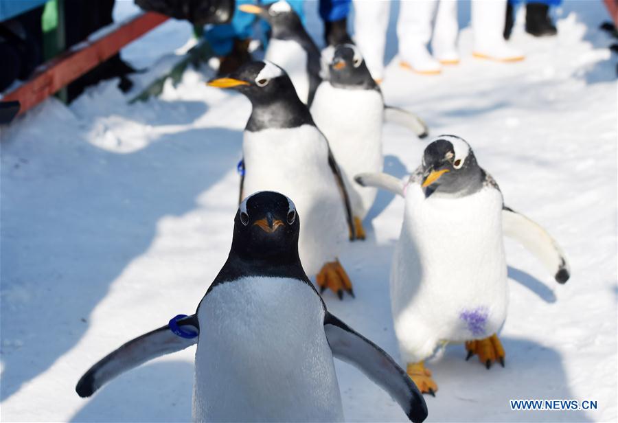 Galeria: Pinguins disfrutam das baixas temperaturas em Harbin