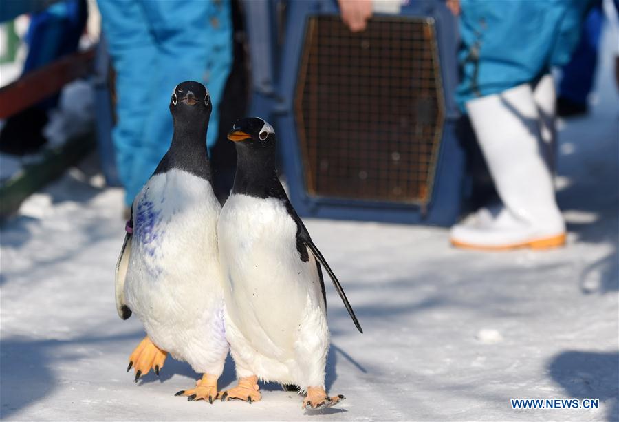 Galeria: Pinguins disfrutam das baixas temperaturas em Harbin