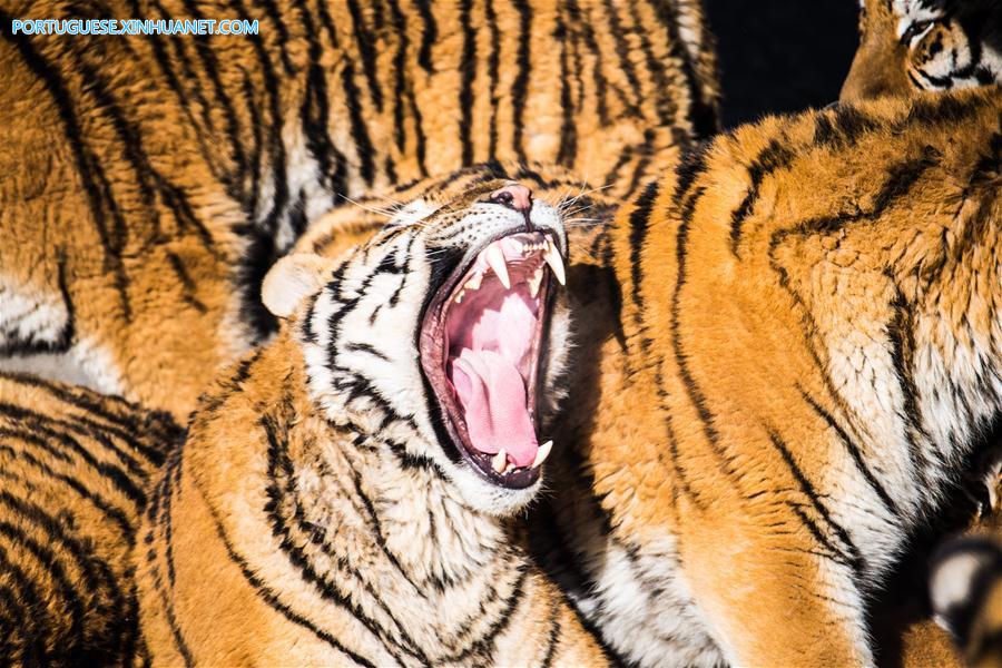 Tigres-da-Sibéria fazem treinamento de recuperação da vida selvagem em Harbin