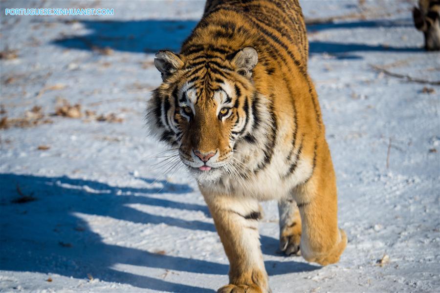 Tigres-da-Sibéria fazem treinamento de recuperação da vida selvagem em Harbin