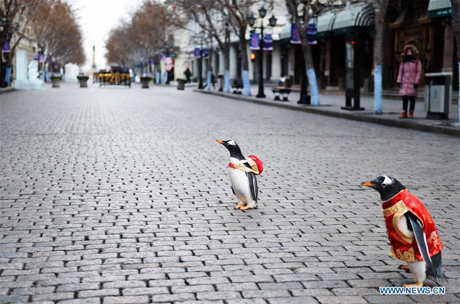 Galeria: Pinguins com vestes da dinastia Tang em Harbin