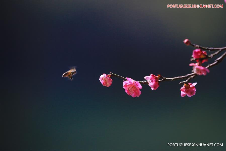 Floração de ameixeiras anunciam chegada da primavera na China