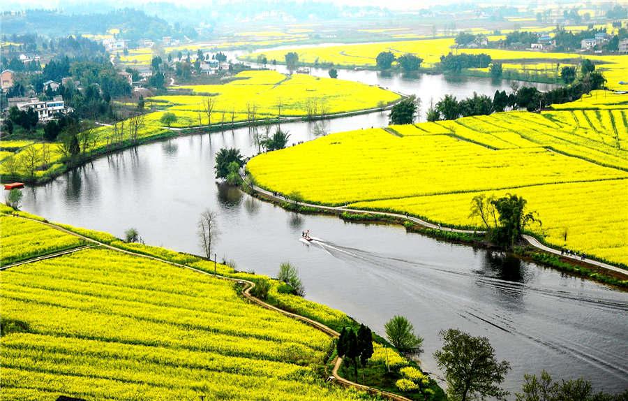 Galeria: Diagrama de Tai Chi desenhado em campo de flores de colza em Chongqing