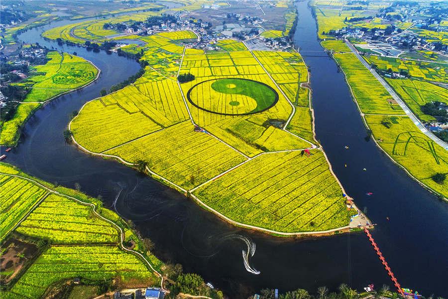 Galeria: Diagrama de Tai Chi desenhado em campo de flores de colza em Chongqing