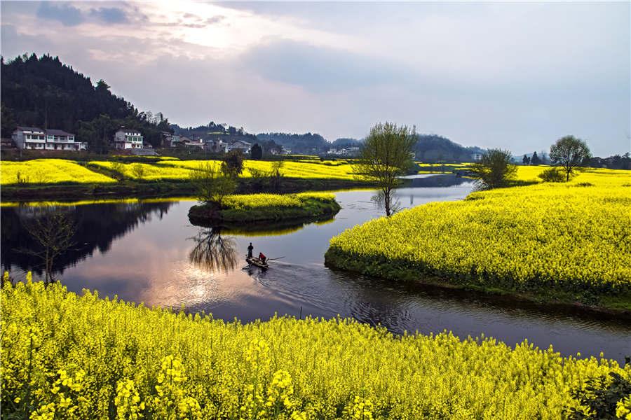 Galeria: Diagrama de Tai Chi desenhado em campo de flores de colza em Chongqing