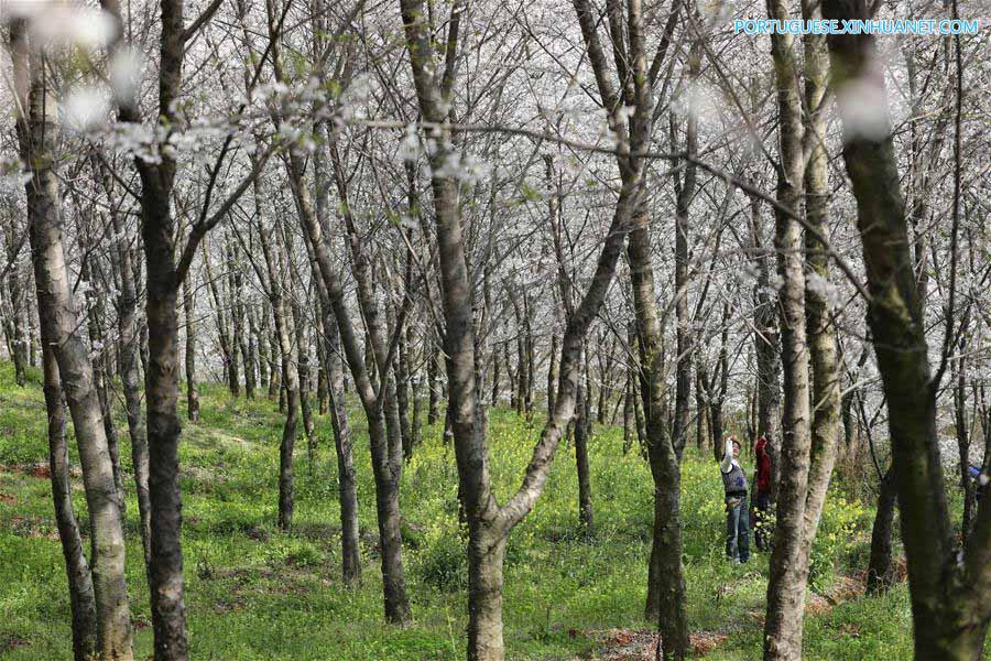 Cerejeiras em floração em Guizhou