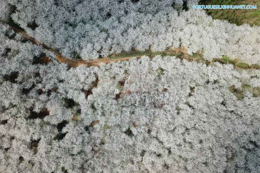 Cerejeiras em floração em Guizhou