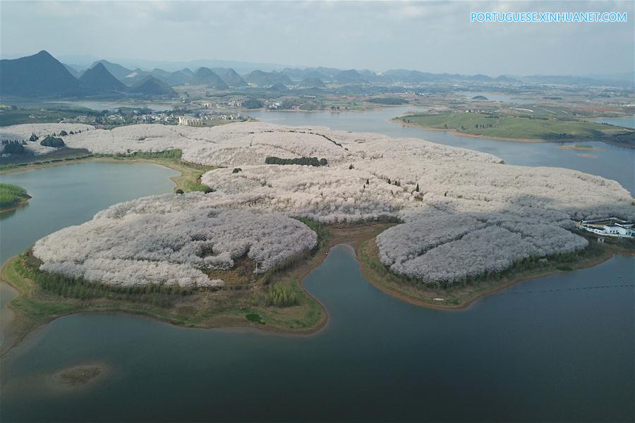 Cerejeiras em floração em Guizhou