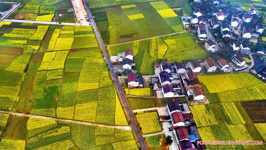 Campos de trigo e canola em floração em Shaanxi