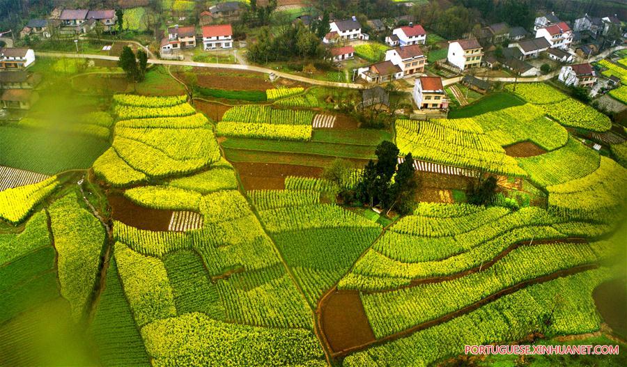 Campos de trigo e canola em floração em Shaanxi