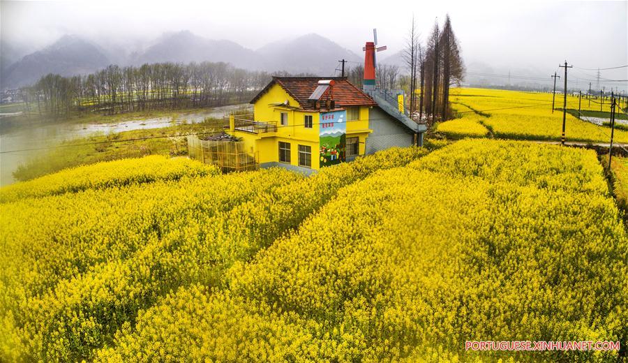 Campos de trigo e canola em floração em Shaanxi