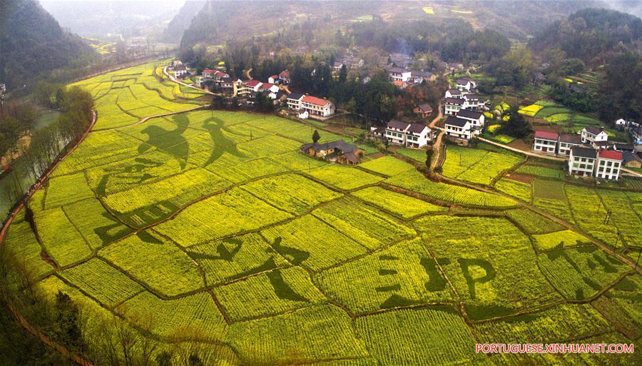 Campos de trigo e canola em floração em Shaanxi