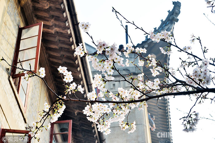 Galeria: Conheça os melhores lugares para apreciar as flores de cerejeira na China