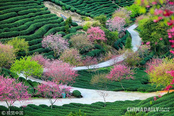 Galeria: Conheça os melhores lugares para apreciar as flores de cerejeira na China