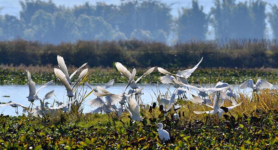 Galeria: Beleza primaveril em Yingjiang