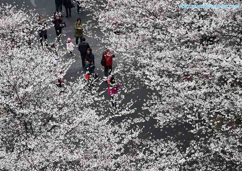 Galeria: flores de cerejeira na Universidade Florestal de Nanjing