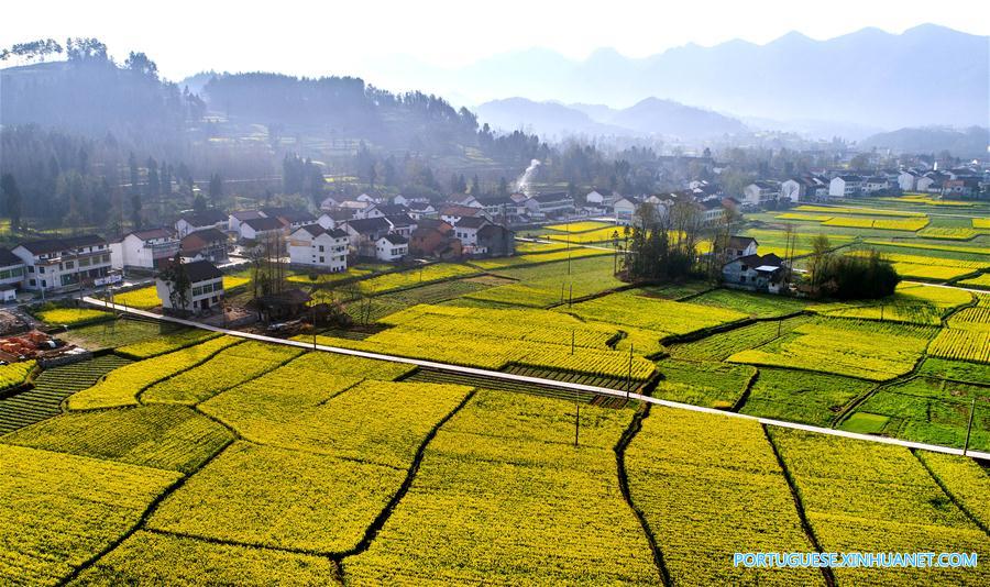 Campo de canola em floração em Shaanxi, noroeste da China