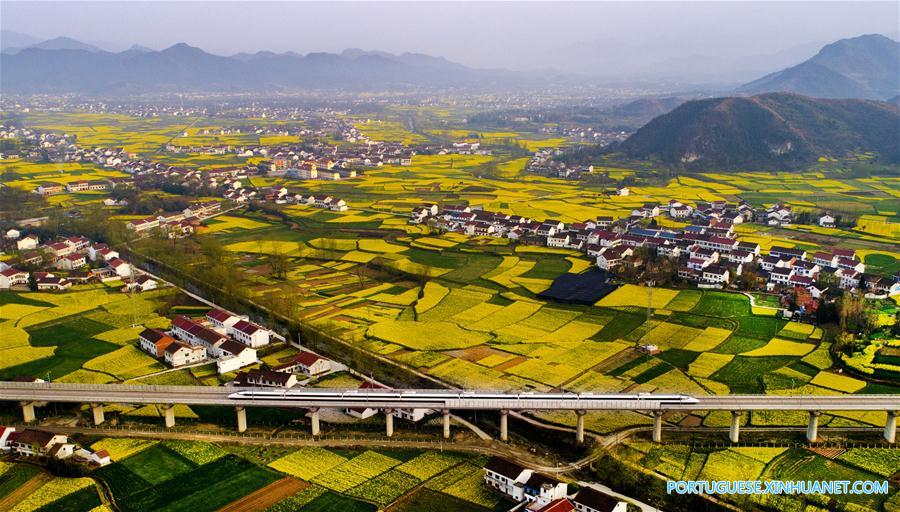 Campo de canola em floração em Shaanxi, noroeste da China