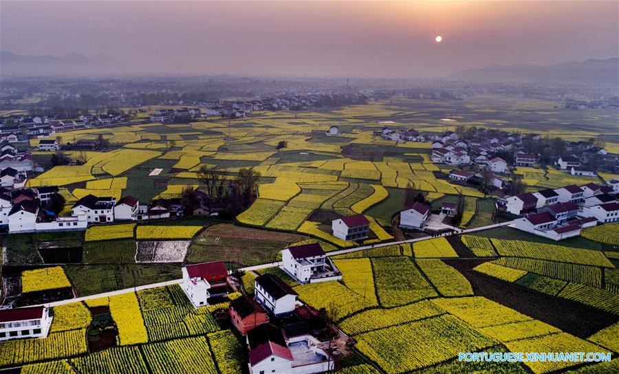 Campo de canola em floração em Shaanxi, noroeste da China