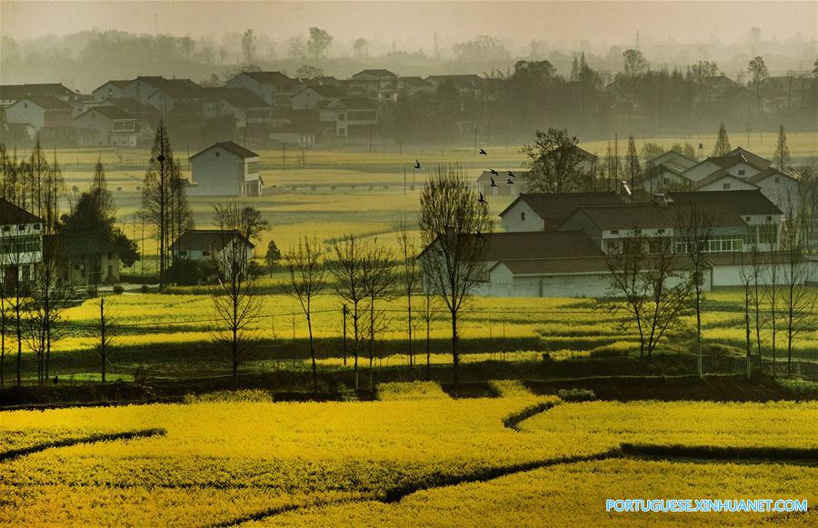 Campo de canola em floração em Shaanxi, noroeste da China